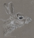 Rabbit_for_EasterMain